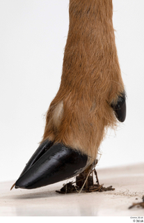 European roe deer foot hoof 0004.jpg